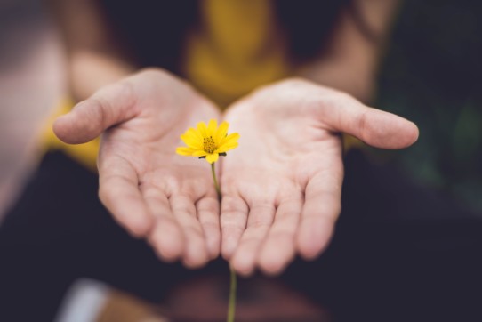 Closeup of a yellow flower between two open hands.