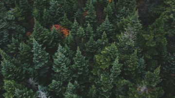 Evergreen forest aerial shot